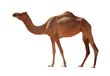 Load image into Gallery viewer, Camel Meat-Packaged- Per Lb
