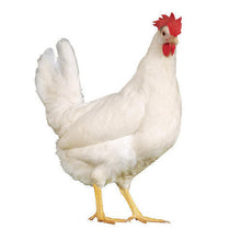 Load image into Gallery viewer, Chicken-Ground Per Lb
